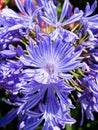 Bright blue close-up of agapanthus flower