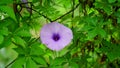 Bright blue colored fully blooming Ipomoea cairica plant view. Also known of Railway creeper plant.