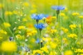 Bright blue cornflowers on the field in summer on a sunny day. Centaurea cyanus. Cornflowers close up in green grass Royalty Free Stock Photo