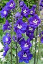 Bright blue double delphinium flowers