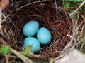 Bright Blue Eggs in the Nest Royalty Free Stock Photo