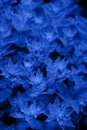 Bright blue fantasy background Royalty Free Stock Photo
