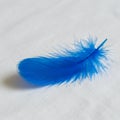 Bright blue feather resting on a plain white surface. The feather features a central rac Royalty Free Stock Photo