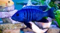 Bright Blue fish