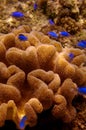 Bright blue fish and sea anemone
