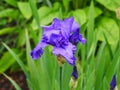Bright blue flower blooms of an iris plants, blurred background green leaves. The Irises form a genus of plants in the
