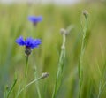 Bright blue flower of Cornflower (Centaurea cyanus), weed in green cornfield of Barley