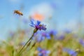 Blue flower of cornflower and bees in blurred blue summer sky, tender inflorescence on long stem, warm and cosy direct sunlight Royalty Free Stock Photo