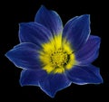 Bright blue flower of a dahlia on the black isolated background with clipping path. Flower for design, texture, postcard, wrapper Royalty Free Stock Photo