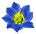 Bright blue flower of a dahlia on a white isolated background with clipping path. Flower for design, texture, postcard, wrapper.