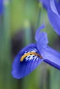 Bright blue flower petals of Iris Reticulata Alida