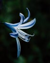 Blue flower with a dark background