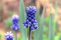 Bright blue flowers Royalty Free Stock Photo