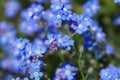 Bright blue flowers of forget-me-not.