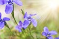 Bright Blue Flowers Gentian Dahurian Gentiana dahurica is a rare plant that grows in the Sayan Mountains. Royalty Free Stock Photo