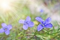 Bright Blue Flowers Gentian Dahurian Gentiana dahurica is a rare plant that grows in the Sayan Mountains. Royalty Free Stock Photo