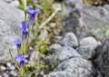 Bright Blue Flowers Gentian Dahurian Gentiana dahurica is a rare plant that grows in the Sayan Mountains. Medicinal plant. Royalty Free Stock Photo