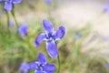 Bright Blue Flowers Gentian Dahurian is a rare plant that grows in the Sayan Mountains. Medicinal plant. Royalty Free Stock Photo