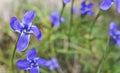 Bright Blue Flowers Gentian Dahurian is a rare plant that grows in the Sayan Mountains. Medicinal plant. Royalty Free Stock Photo