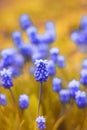 Bright blue flowers Muscari grow among the lush green grass Royalty Free Stock Photo