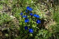 Bright blue gentiana flowers in a mountain field of the Alps