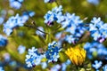 Bright blue half-dressed forget-me-nots as an abstract background. Royalty Free Stock Photo