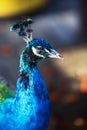 Bright blue head and neck of peacock Royalty Free Stock Photo