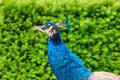Bright blue head and neck of peacock with feathers as a crest on green bush background Royalty Free Stock Photo
