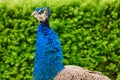 Bright blue head and neck of peacock with feathers as a crest on green bush background Royalty Free Stock Photo