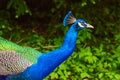 Bright blue head and neck of peacock with feathers as a crest on green bush background Royalty Free Stock Photo