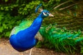 Bright blue head and neck of peacock with feathers as a crest on green bush background. Royalty Free Stock Photo