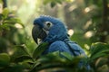 Bright Blue Hyacinth Macaw Parrot in Jungle