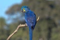 Hyacinth macaw sitting on a branch, Pantanal, Brazil Royalty Free Stock Photo