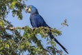 Hyacinth macaw sitting on a branch, Pantanal, Brazil Royalty Free Stock Photo