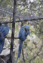 Hyacinth Macaw Resting Royalty Free Stock Photo