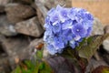 Bright blue Hydrangea macrophylla flowers in summer, close up, old stone wall Royalty Free Stock Photo