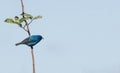 Bright Blue Indigo Bunting Passerina cyanea Perches on a Branch Against a Blue Sky Royalty Free Stock Photo