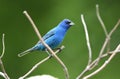 Blue Indigo Bunting bird at Exner Marsh Nature Preserve Illinois