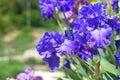 Bright blue iris flowers with bowed head Royalty Free Stock Photo