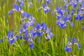Bright blue iris flowers Royalty Free Stock Photo