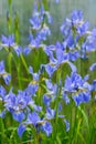 Bright blue iris flowers Royalty Free Stock Photo