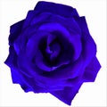 Bright Blue Large Rose with white background Royalty Free Stock Photo