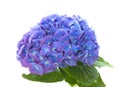 Bright blue-lilac hydrangea
