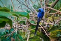 Bright blue Macaw bird posing for camera Royalty Free Stock Photo