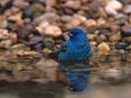Male Indigo Bunting bathes in the pond