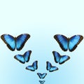 Bright blue morpho butterflies on blue background with copy space