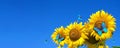 Bright blue morpho butterflies sitting on a sunflowers against a blue sky. butterflies on a flowers. copy space Royalty Free Stock Photo