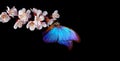 Bright blue morpho butterfly on black spring flowers. apricot blossom branch isolated on black. copy space Royalty Free Stock Photo