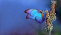 bright blue morpho butterfly on a blooming blade of grass Royalty Free Stock Photo