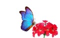 Bright blue morpho butterfly on colorful red flower isolated on white. geranium flower and butterfly Royalty Free Stock Photo